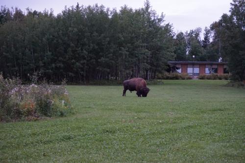 Elk-Island-Nationalpark